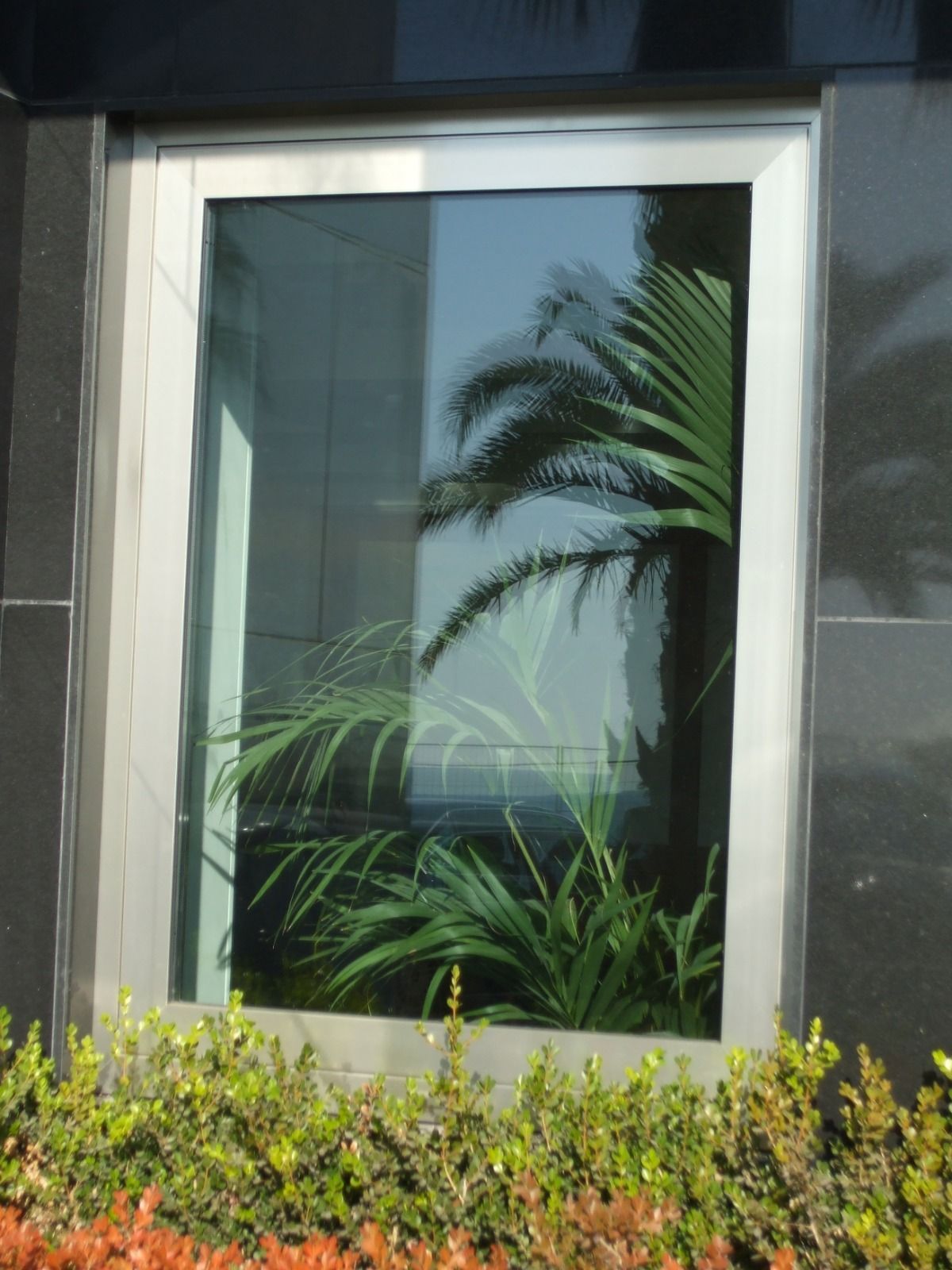 Finestra che riflette palme e vegetazione contro una facciata scura.