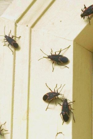 Expert providing pest control services in Dousman,WI