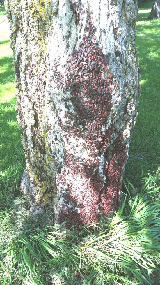 Pest Control Services Waukesha, WI Kettle Moraine Pest Control