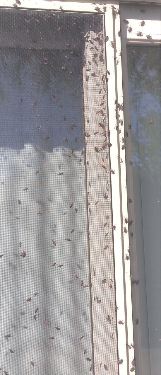 Pest Control Services Waukesha, WI Kettle Moraine Pest Control