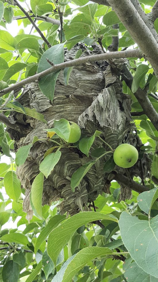 Pest Control Services Waukesha, WI Kettle Moraine Pest Control