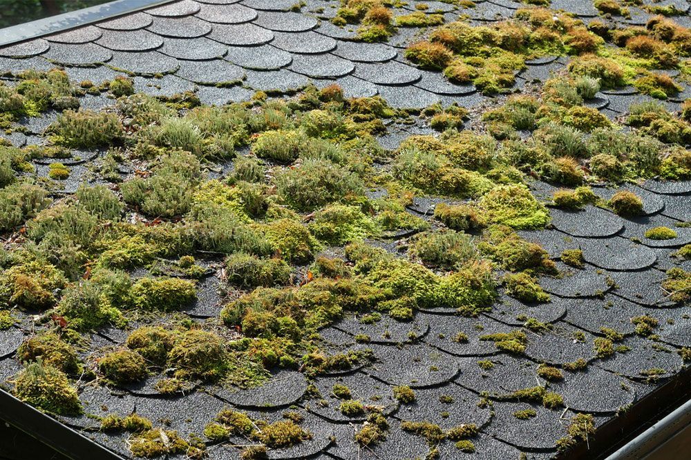 Is Moss Bad For Your Roof? How It Impacts Shingles And Structure