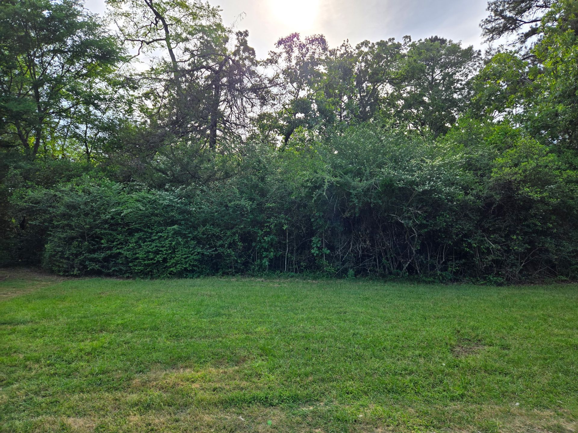 A lush green field with trees in the background and the sun shining through the trees.
