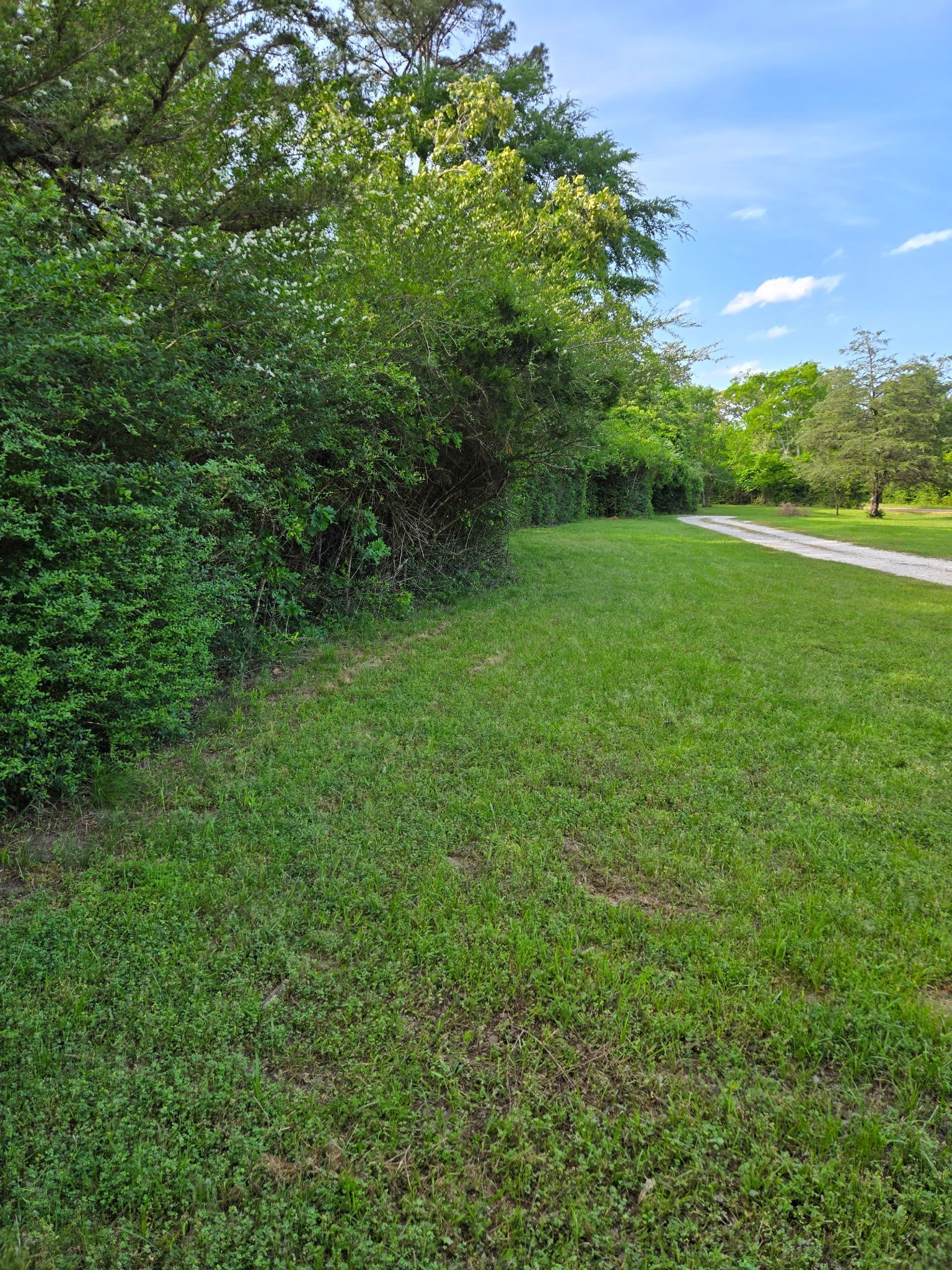 A lush green field with trees and bushes along a path.