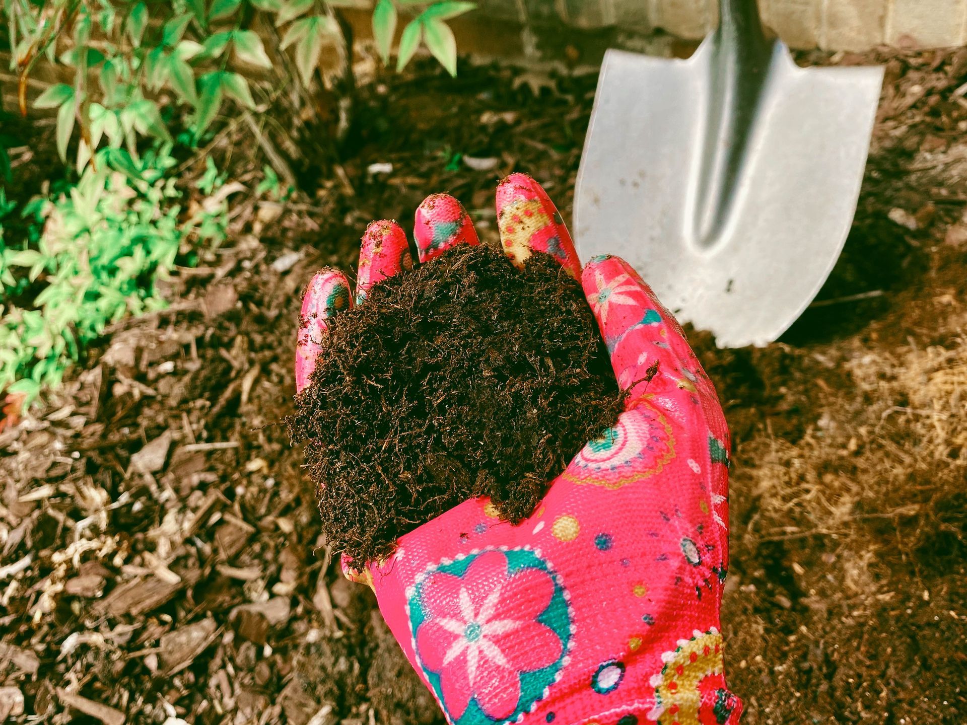 A person is holding a handful of dirt next to a shovel.