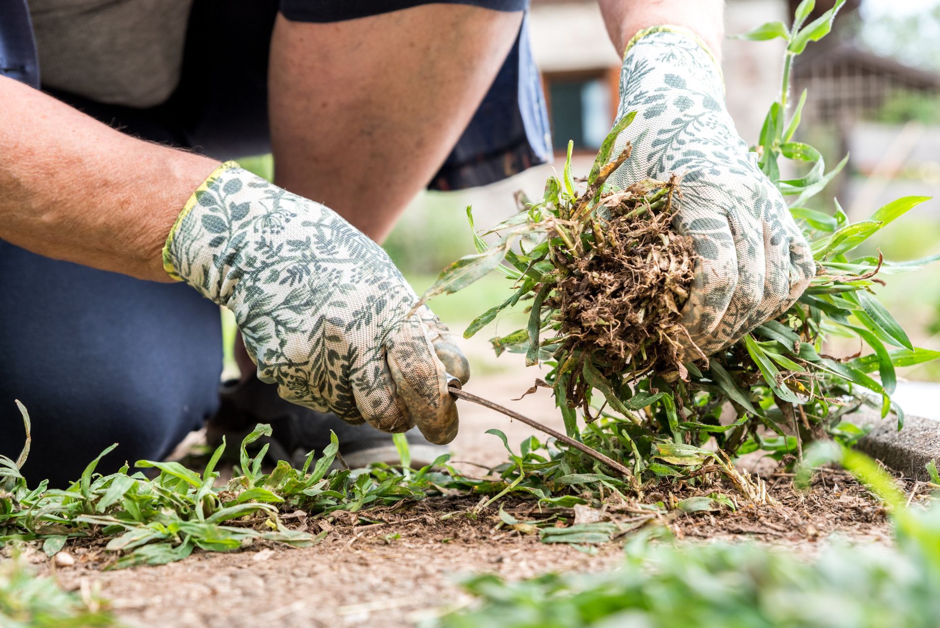 A man wearing gloves is kneeling down and removing weeds from the ground.