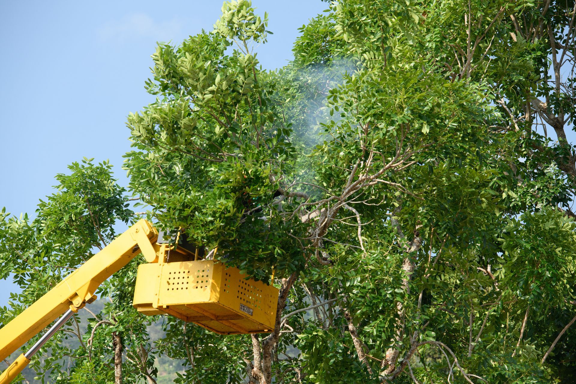 A yellow crane is cutting a tree with a chainsaw