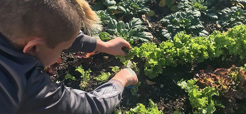 Fifth grade child gardening rows of green lettuce