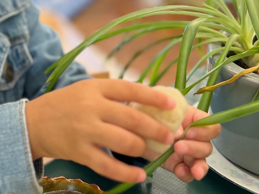 Closeup image of a child's hands using a sponge to clean dust off the leaves of a spider plant