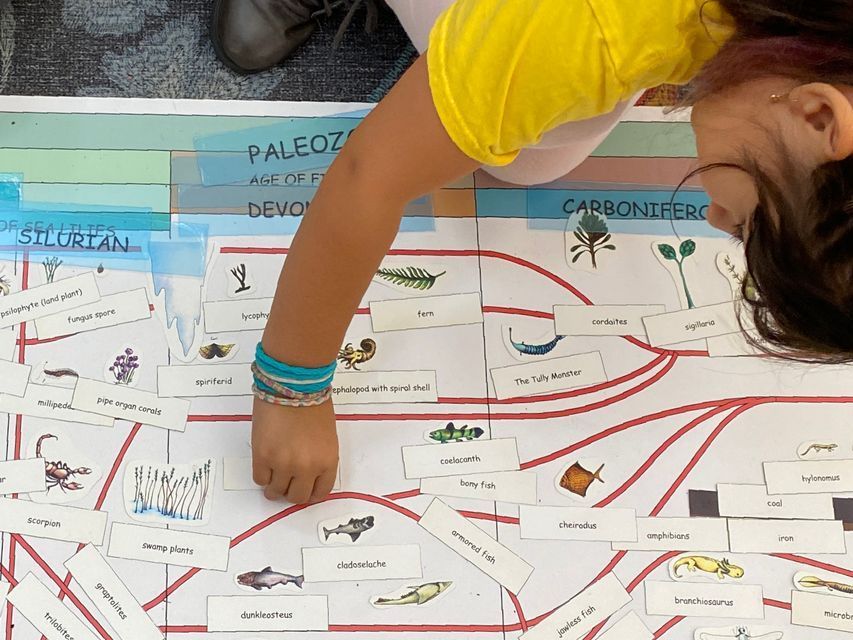 overhead image of an elementary aged child working with the Timeline of Life