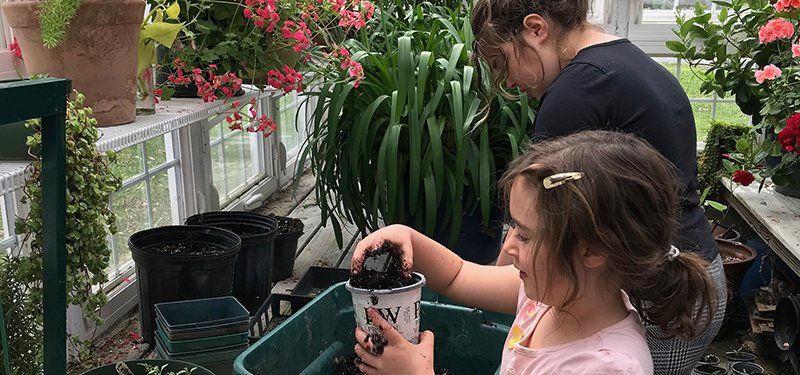 First and fifth grade children in a small greenhouse repotting plants