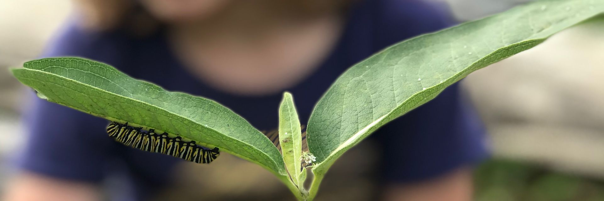 Image of a close up of milkweed plant leaves with a monarch butterfly caterpillar on the underside