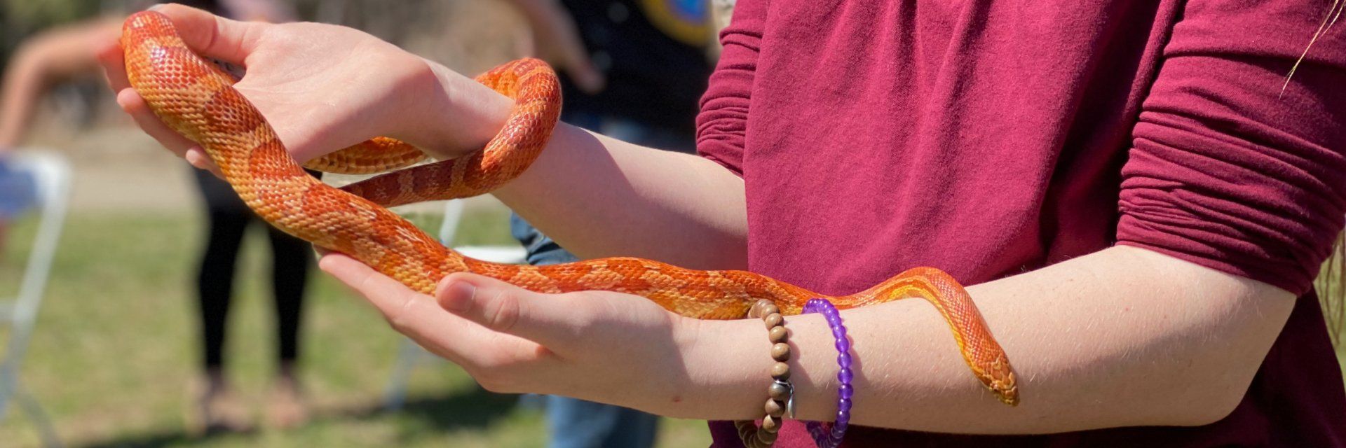 Adolescent student holding an orange and red snake