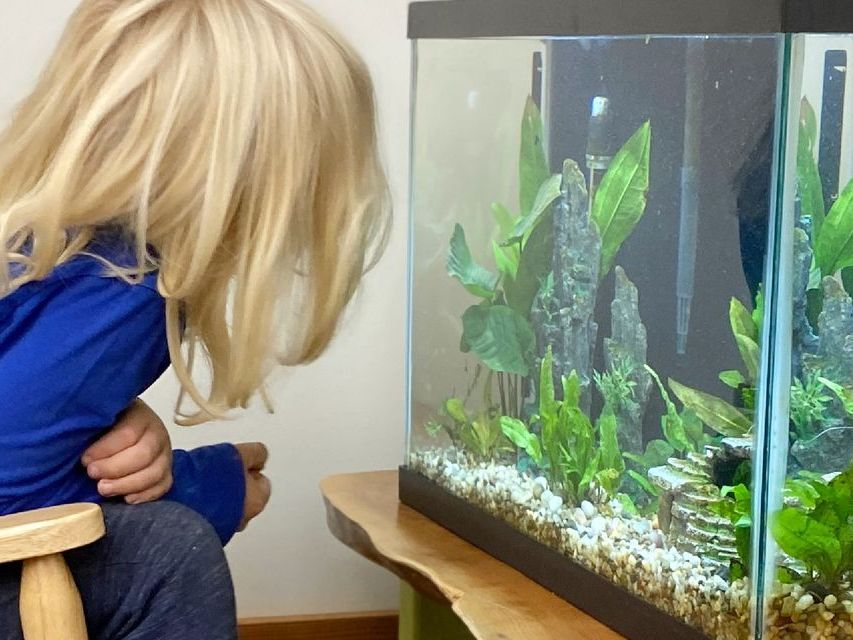 Image of a preschool child sitting in a low chair examining a fish tank