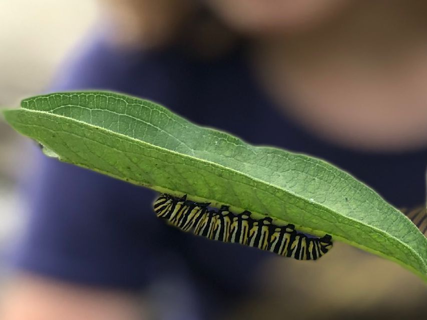 Image of a close up of milkweed plant leaves with a monarch butterfly caterpillar on the underside