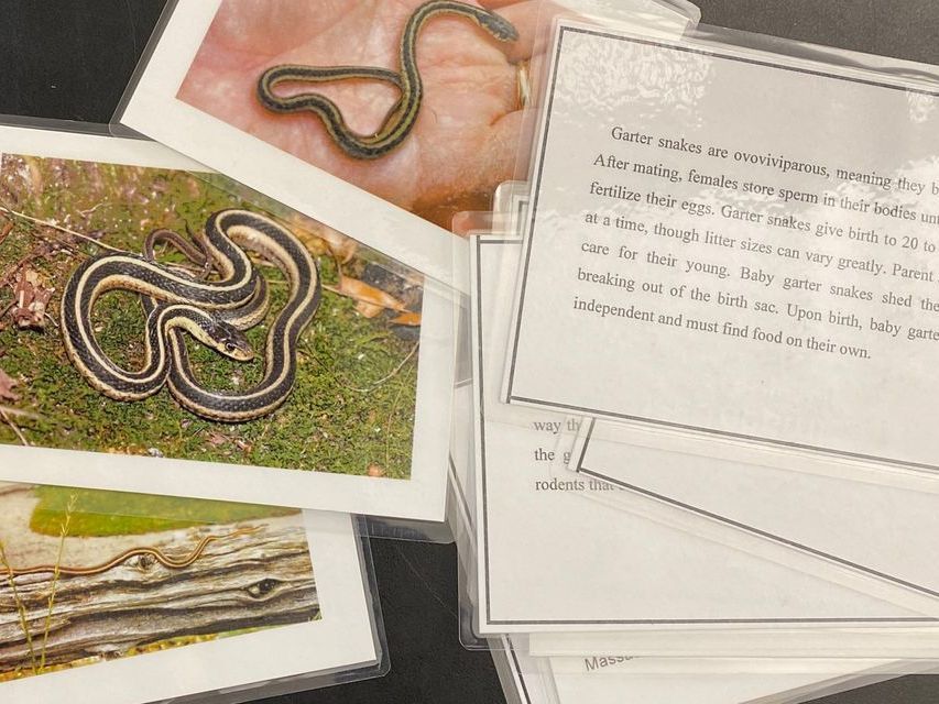 image of laminated cards with pictures of snakes and corresponding laminated story cards