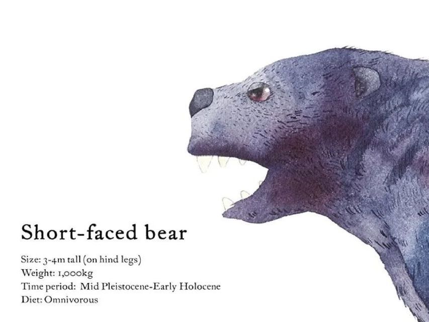 Illustration of a short nosed bear from the children's book Forgotten Beasts by Matt Sewell