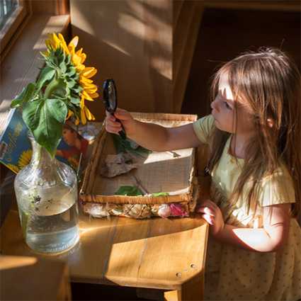 Children's House student examining sunflowers