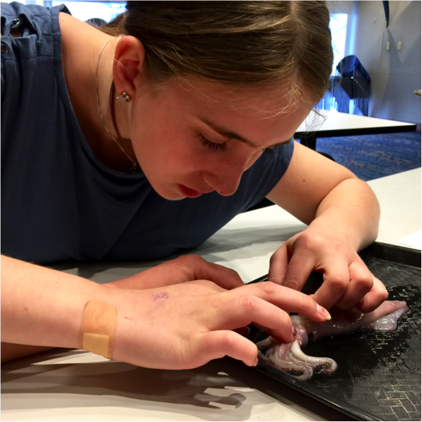 adolescent student closely examining a squid on a tray