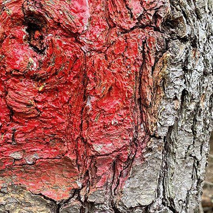 Trees & bark close up