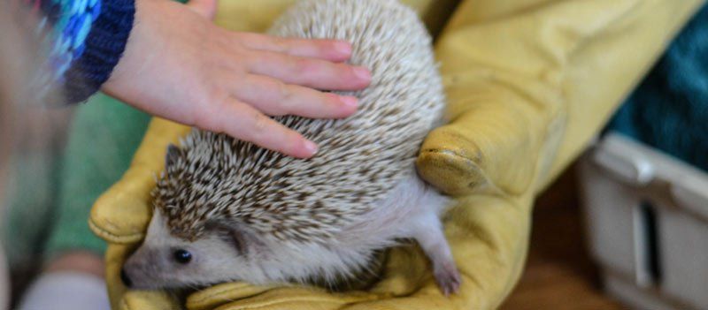 Gloved hands holding a hedgehog, with a child's hand patting its quills