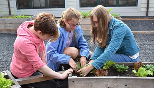 three middle school students working to plant lettuces in garden boxes