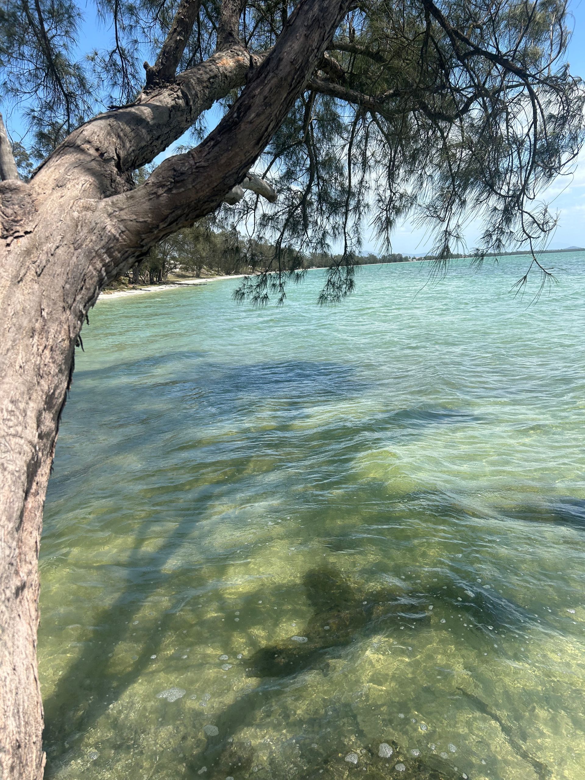 Um galho de árvore se debruça sobre a água cristalina turquesa perto de uma margem arenosa. 