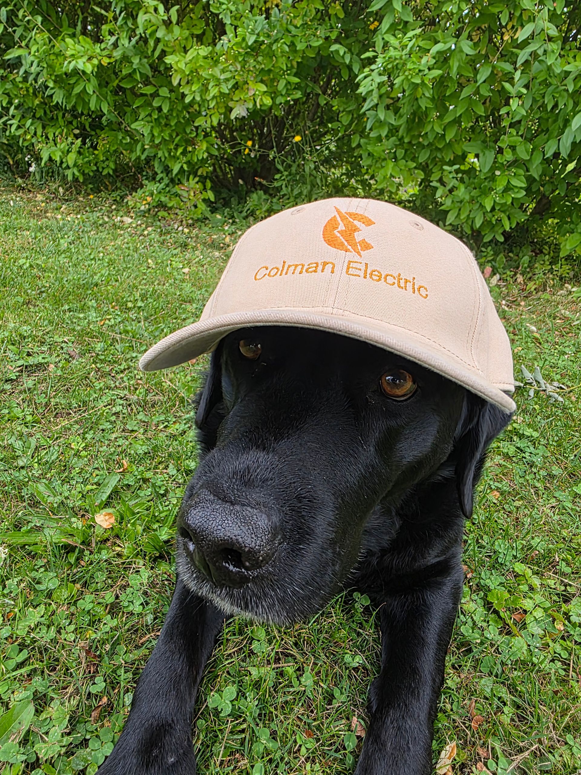 Black dog wearing a beige hat that says Colman Electric in Marcellus NY