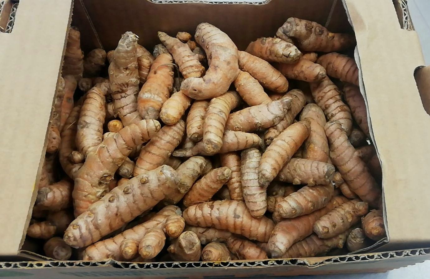 Scatola di cartone piena di radici di curcuma marrone chiaro, ammucchiate insieme