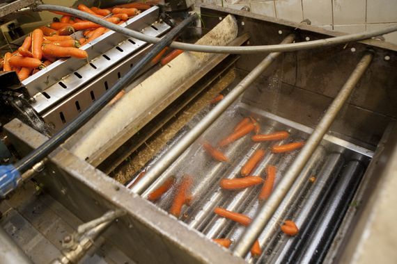 confezionamento di carote