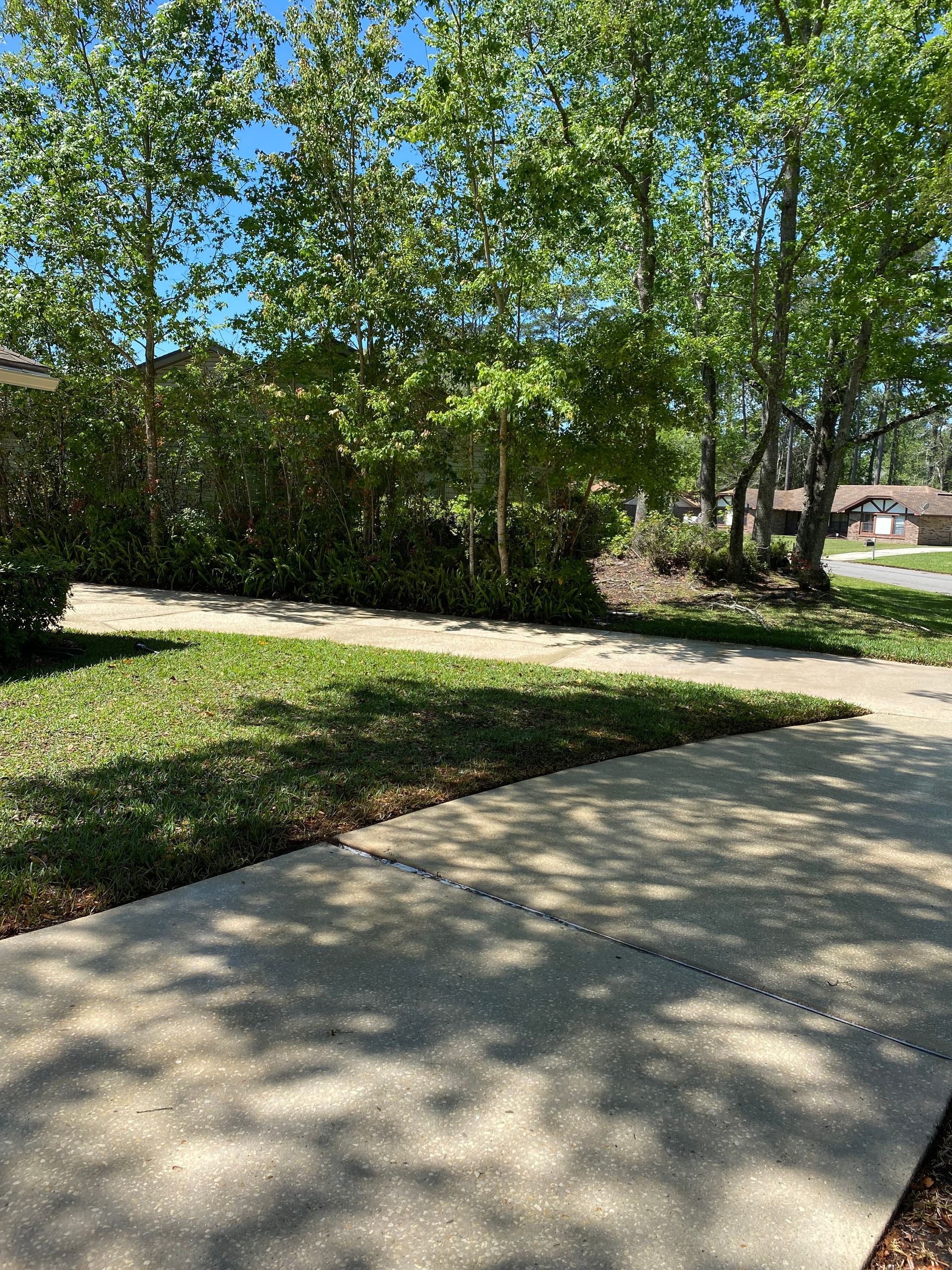 A concrete walkway leading to a house surrounded by trees and bushes.