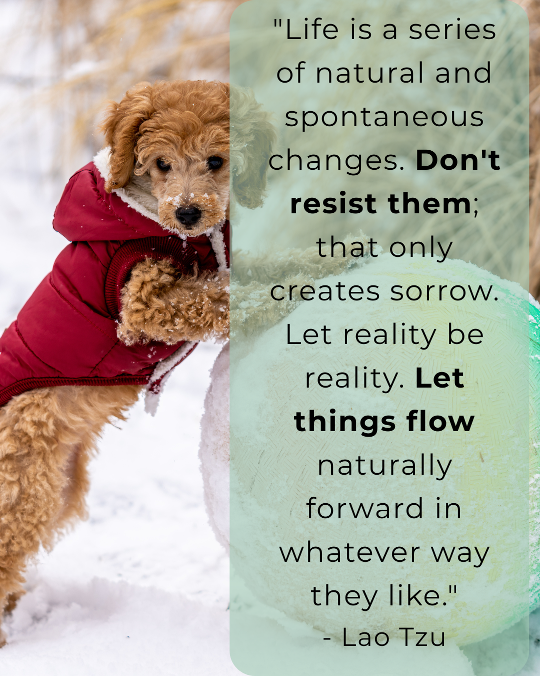 A dog pushing a ball, with a quote from Lao Tzu. Quote: Embrace Change & Find Ease in Life's Flow