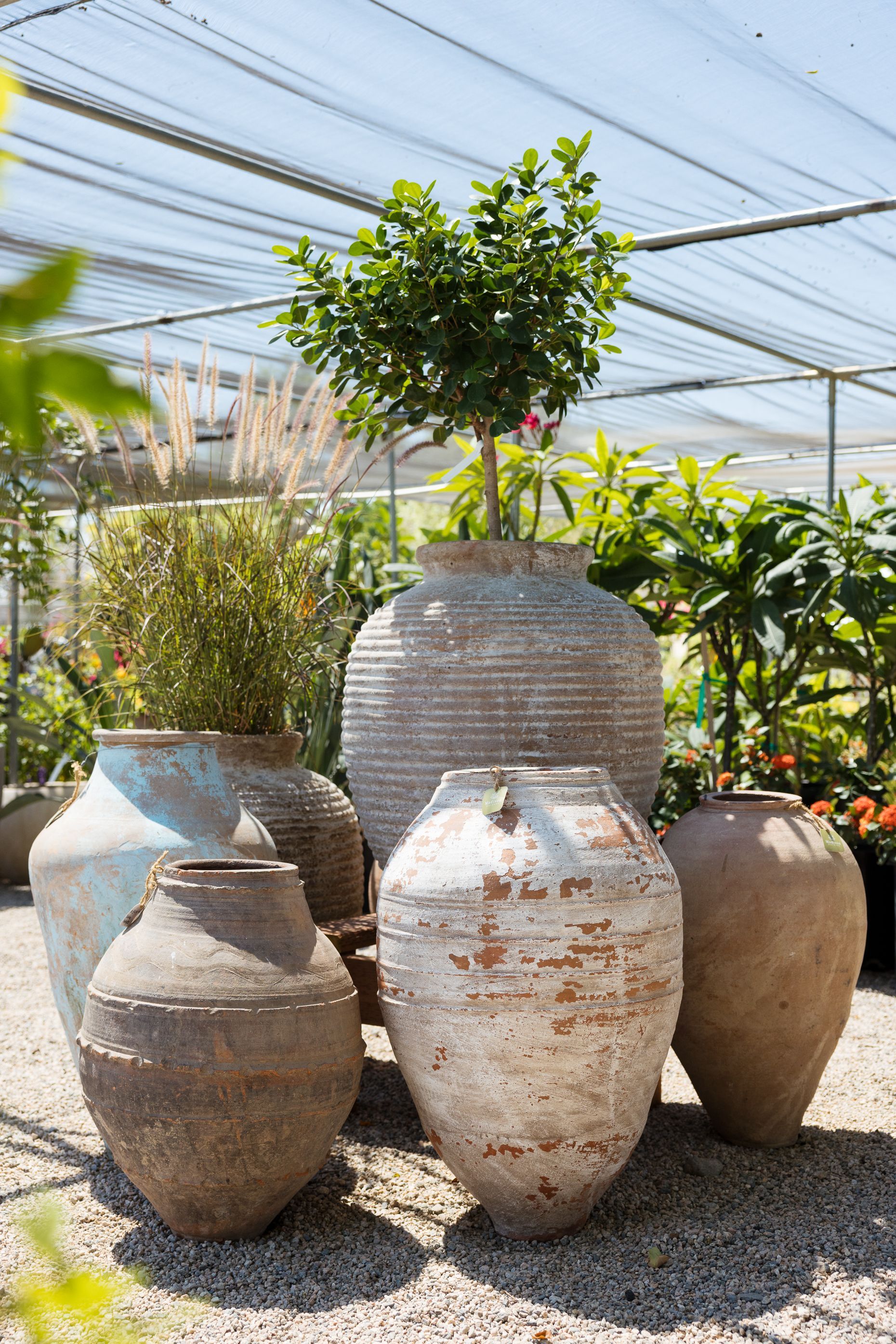 Group of antique clay pots planted with greenery, in a greenhouse setting.