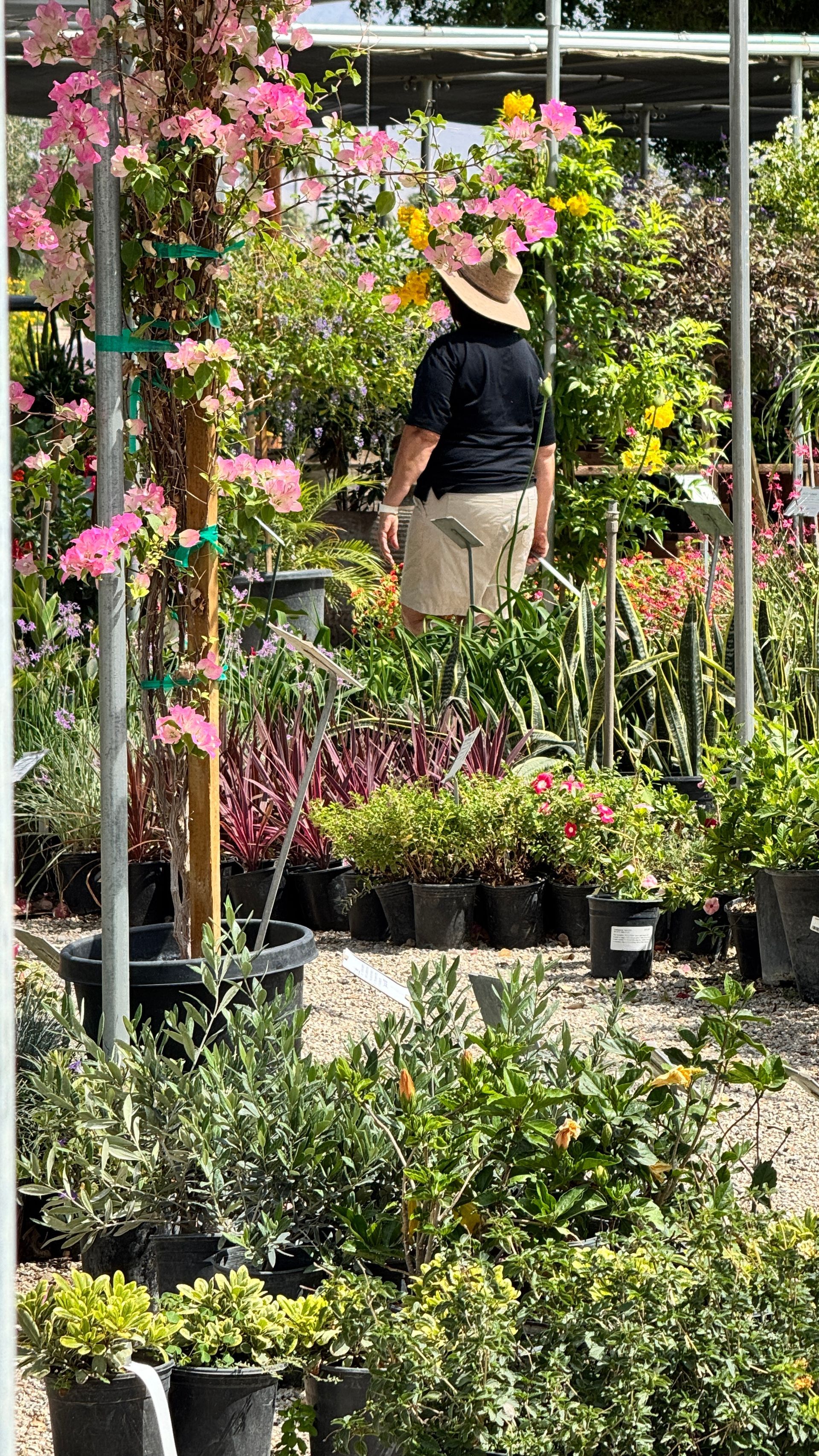 Person in a hat browsing plants in a garden center. Pink and yellow flowers.