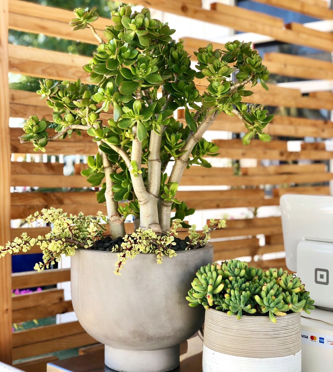 Two potted succulents in front of a wood-slatted backdrop, one large with thick stems, the other smaller and green.