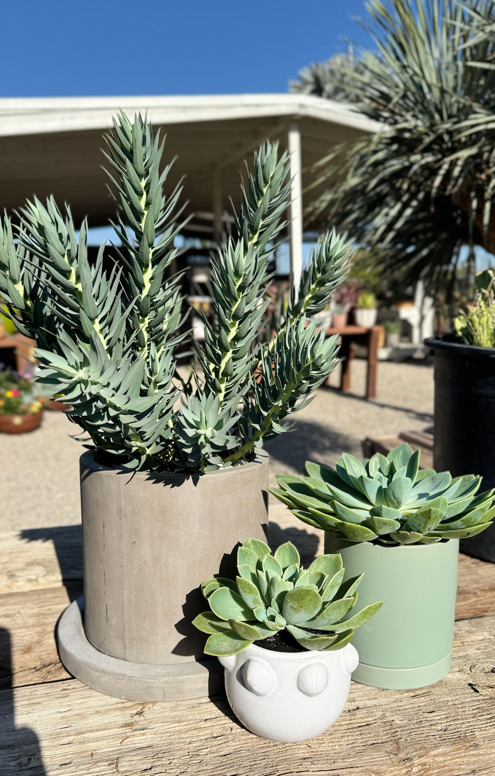 Three potted succulents: tall blue-green, small rosette, and a smaller one in a white face-shaped pot. Outdoors, sunny.