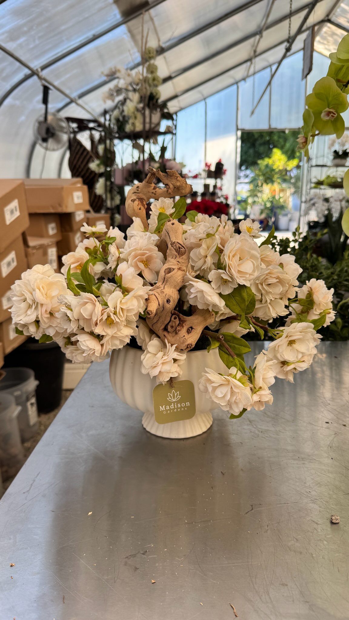 Floral arrangement in a white vase on a metal table, inside a greenhouse. Beige flowers.