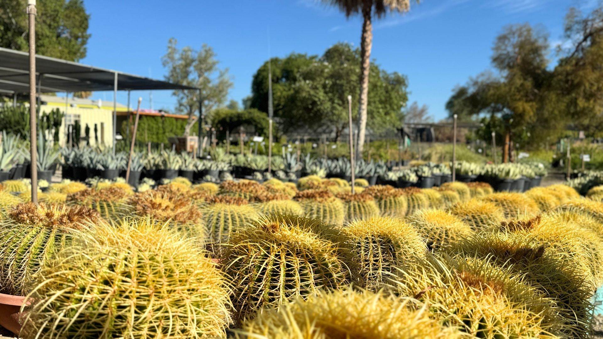 Rows of golden barrel cacti in a sunny outdoor nursery.