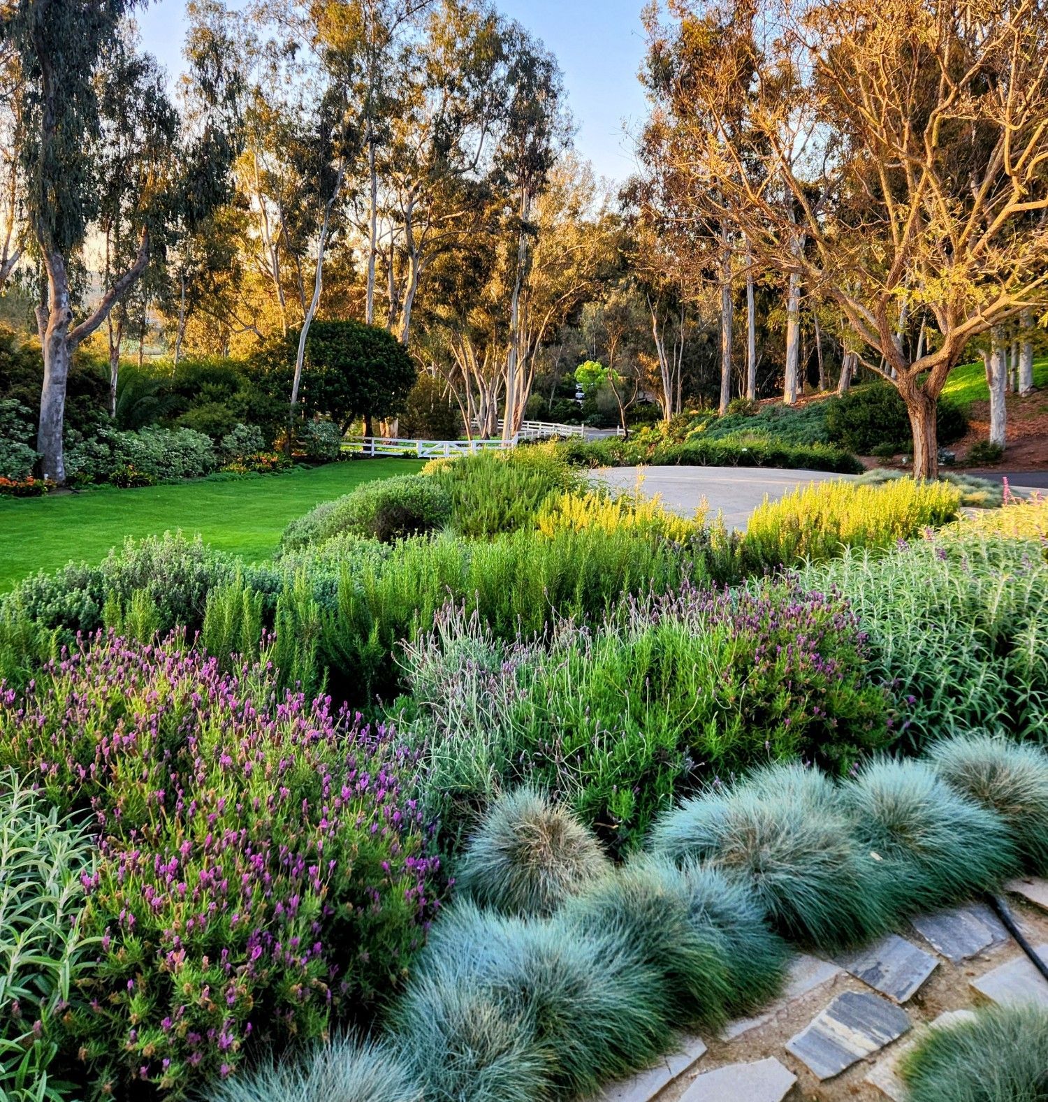 A lush garden with various green and purple plants under tall trees, bathed in sunlight.
