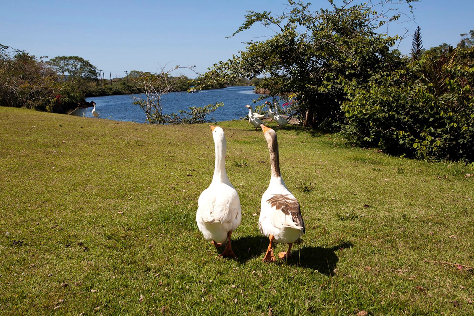 Natureza - Hotel do Bosque