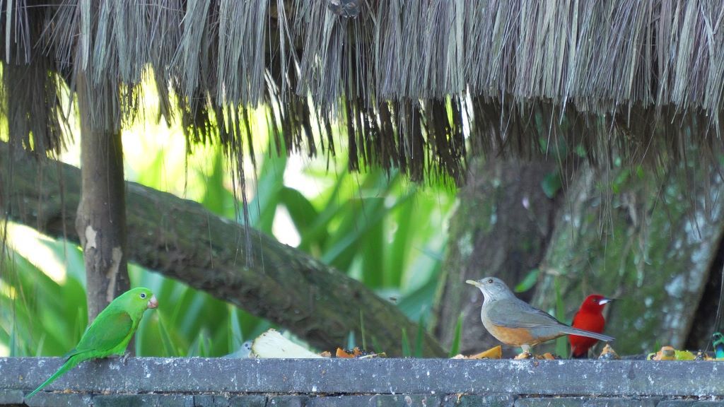 Natureza - Hotel do Bosque