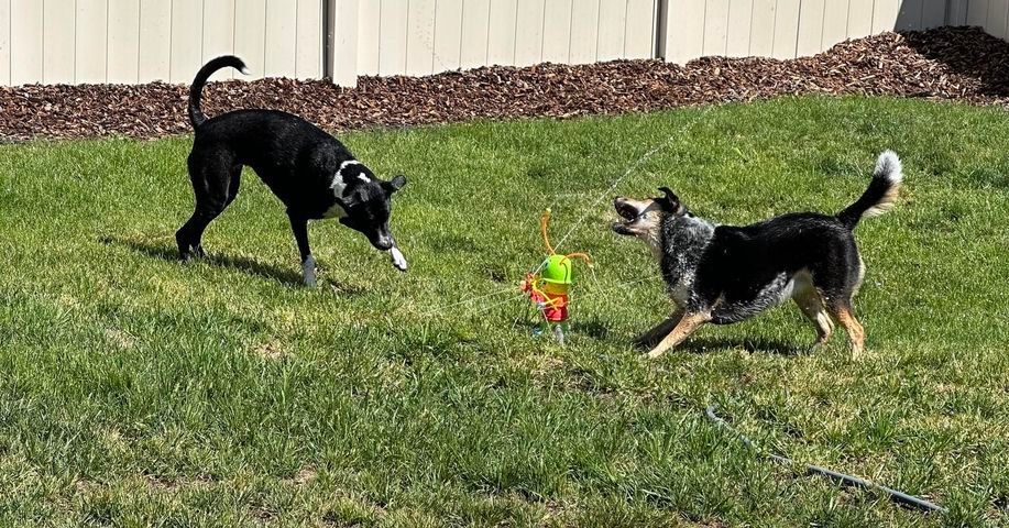 Two dogs playing with a sprinkler in their backyard.