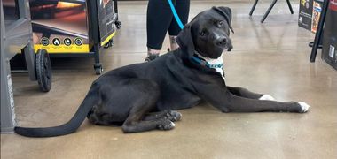 A black and white mixed dog laying down in a store.