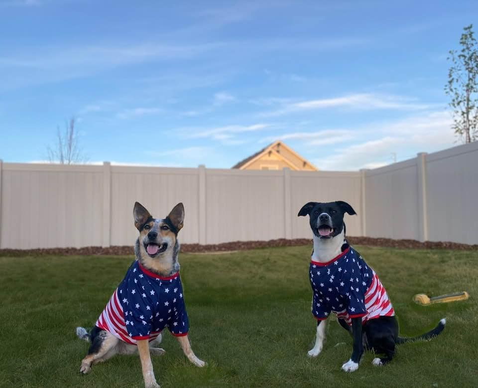 Two dogs sitting in their yard wearing patriotic shirts