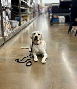 Young Yellow Lab showing their good manners in a popular store!