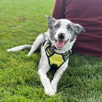 White and grey Australian Shepard Mix puppy laying on the grass.