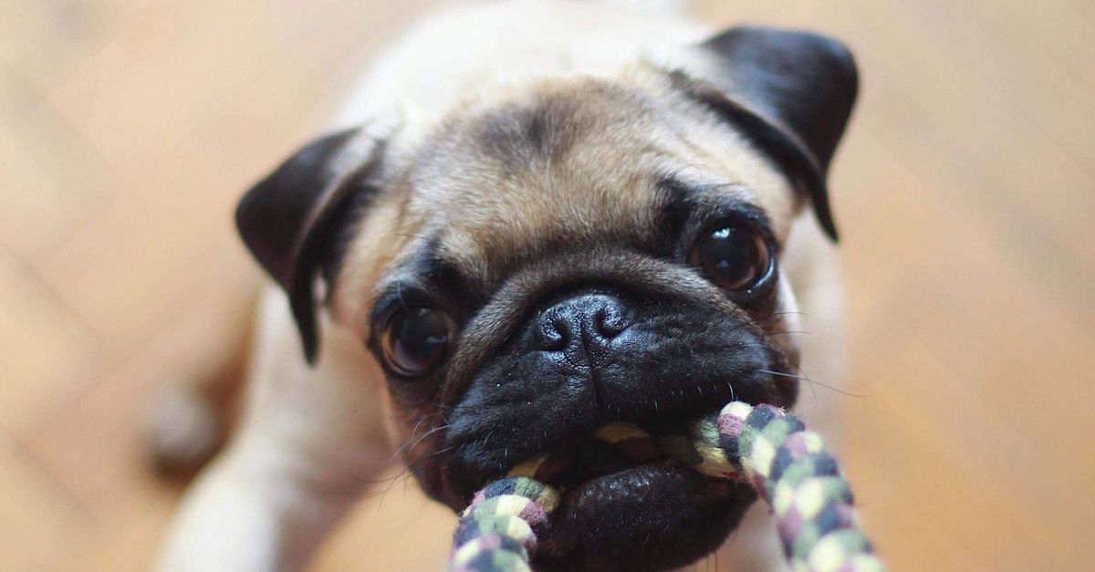 A pug Puppy playing with a rope toy.