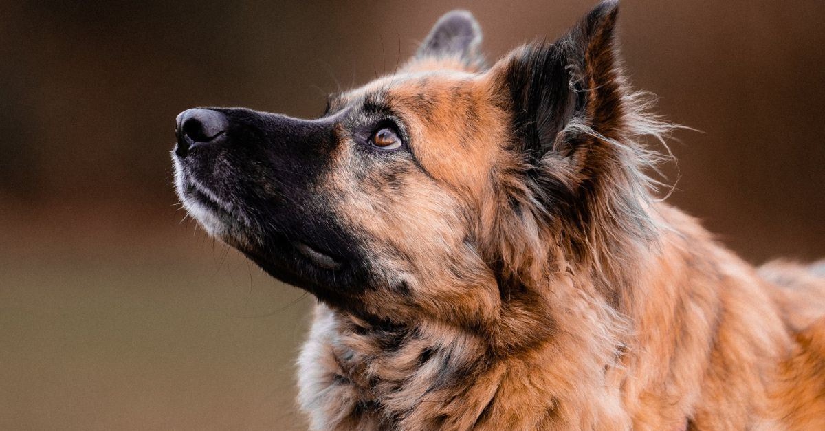 A German Shepard looking into it's owners eyes. 