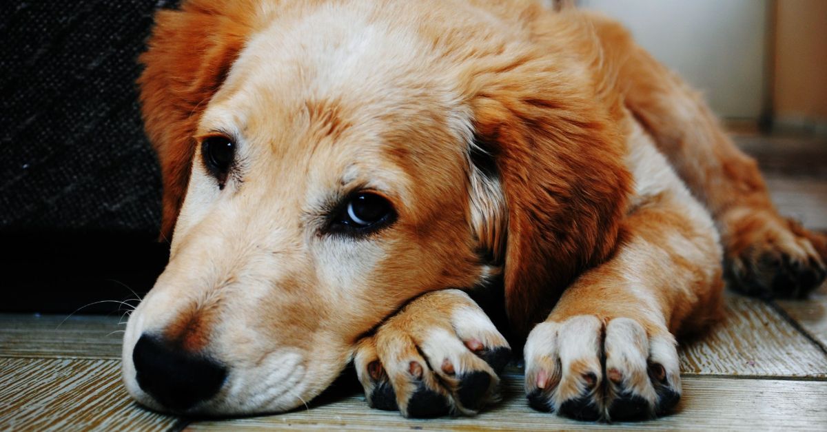 A dog looking sad on the floor.