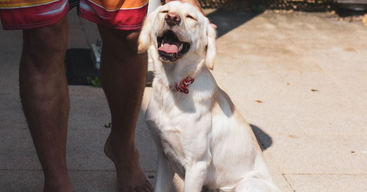 A Golden Retriever sitting with it's owner.